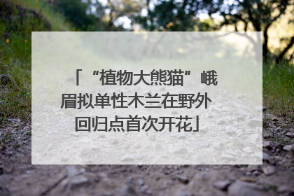 “植物大熊猫”峨眉拟单性木兰在野外回归点首次开花