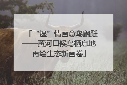 “湿”情画意鸟翩跹——黄河口候鸟栖息地再绘生态新画卷