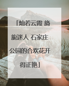 灿若云霞 旖旎迷人 石家庄公园的合欢花开得正艳
