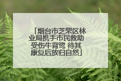 烟台市芝罘区林业局携手市民救助受伤牛背鹭 待其康复后放归自然