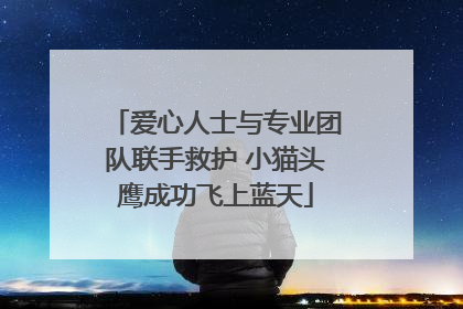 爱心人士与专业团队联手救护 小猫头鹰成功飞上蓝天