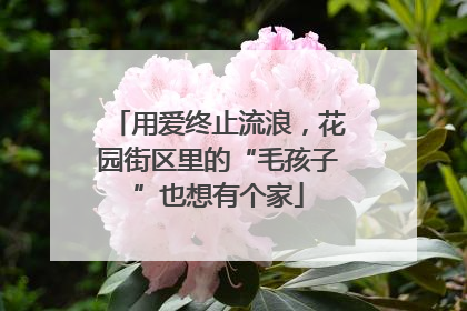 用爱终止流浪，花园街区里的“毛孩子”也想有个家