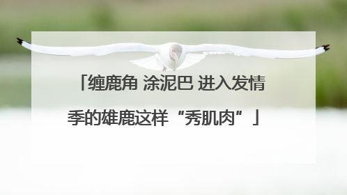 缠鹿角 涂泥巴 进入发情季的雄鹿这样“秀肌肉”