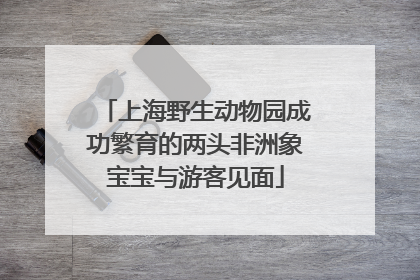 上海野生动物园成功繁育的两头非洲象宝宝与游客见面