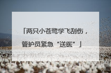 两只小苍鹭学飞刮伤，管护员紧急“送医”