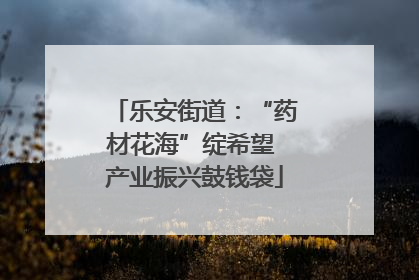 乐安街道：“药材花海”绽希望 产业振兴鼓钱袋