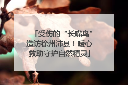 受伤的“长嘴鸟”造访徐州沛县！暖心救助守护自然精灵