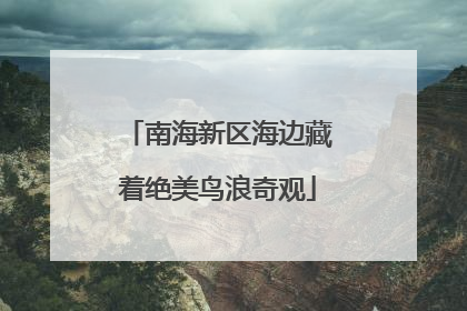 南海新区海边藏着绝美鸟浪奇观