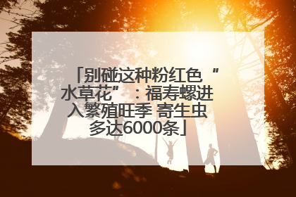 别碰这种粉红色“水草花”：福寿螺进入繁殖旺季 寄生虫多达6000条