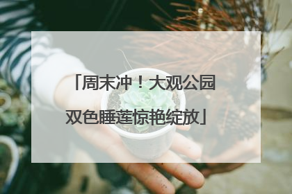 周末冲！大观公园双色睡莲惊艳绽放