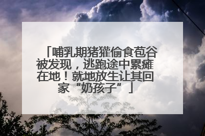 哺乳期猪獾偷食苞谷被发现，逃跑途中累瘫在地！就地放生让其回家“奶孩子”