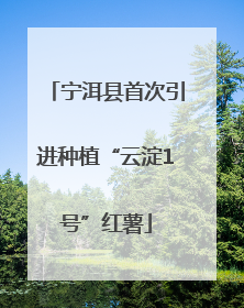 宁洱县首次引进种植“云淀1号”红薯