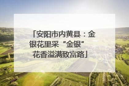 安阳市内黄县：金银花里采“金银” 花香溢满致富路