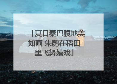 夏日秦巴腹地美如画 朱鹮在稻田里飞舞嬉戏