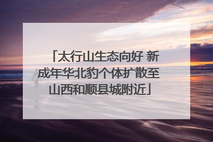 太行山生态向好 新成年华北豹个体扩散至山西和顺县城附近