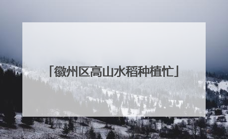 徽州区高山水稻种植忙