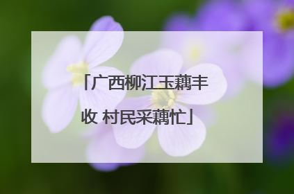 广西柳江玉藕丰收 村民采藕忙