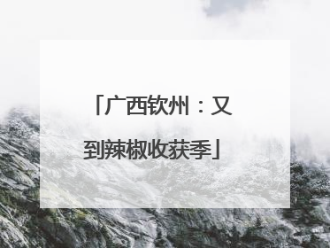 广西钦州：又到辣椒收获季