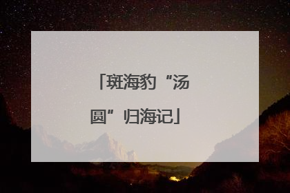 斑海豹“汤圆”归海记