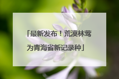 最新发布！荒漠林莺为青海省新记录种