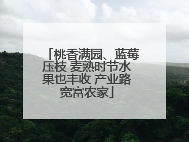 桃香满园、蓝莓压枝 麦熟时节水果也丰收 产业路宽富农家