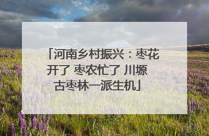 河南乡村振兴：枣花开了 枣农忙了 川塬古枣林一派生机
