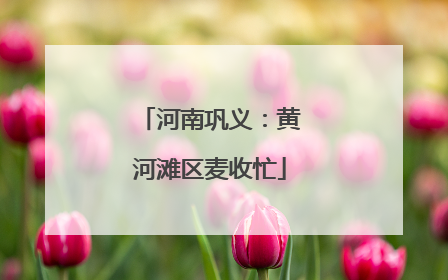 河南巩义：黄河滩区麦收忙