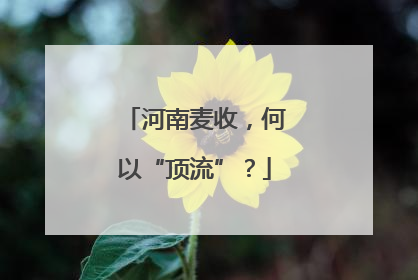 河南麦收，何以“顶流”？