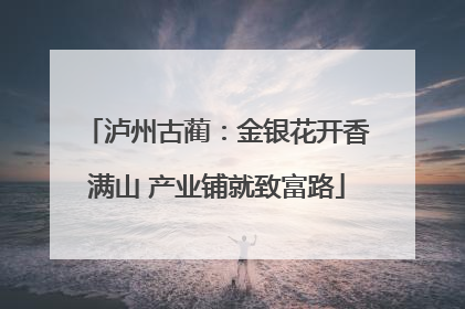 泸州古蔺：金银花开香满山 产业铺就致富路
