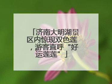 济南大明湖景区内惊现双色莲，游客直呼“好运莲莲”