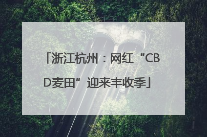 浙江杭州：网红“CBD麦田”迎来丰收季