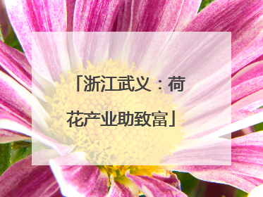 浙江武义：荷花产业助致富