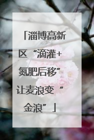 淄博高新区“滴灌+氮肥后移”让麦浪变“金浪”
