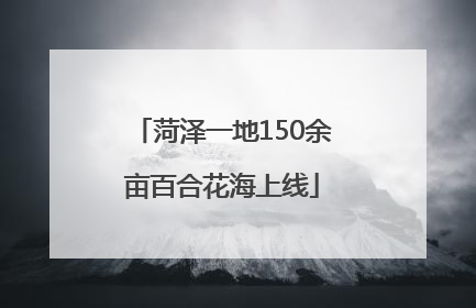 菏泽一地150余亩百合花海上线