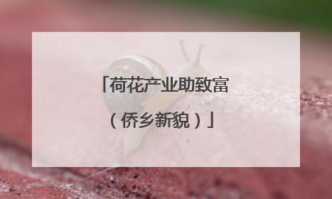 荷花产业助致富（侨乡新貌）