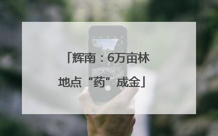 辉南：6万亩林地点“药”成金