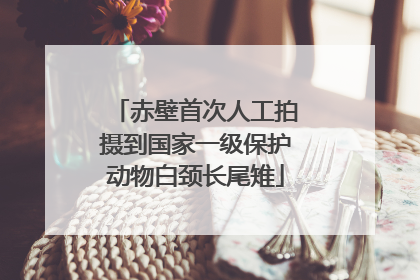 赤壁首次人工拍摄到国家一级保护动物白颈长尾雉