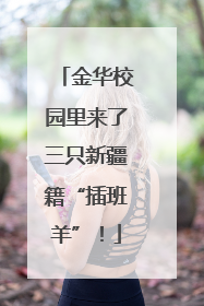 金华校园里来了三只新疆籍“插班羊”！