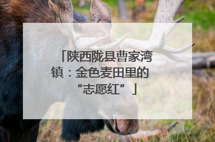 陕西陇县曹家湾镇：金色麦田里的“志愿红”