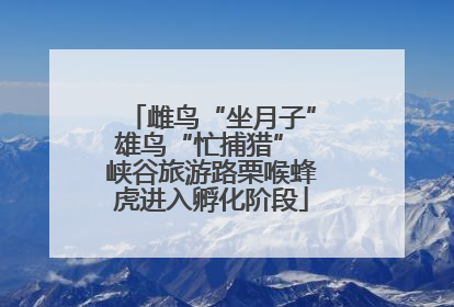 雌鸟“坐月子”雄鸟“忙捕猎” 峡谷旅游路栗喉蜂虎进入孵化阶段