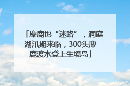 麋鹿也“迷路”，洞庭湖汛期来临，300头麋鹿渡水登上生境岛