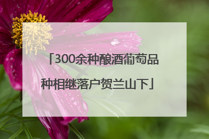 300余种酿酒葡萄品种相继落户贺兰山下